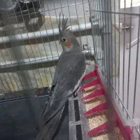 عروس هلندی سینامون، طوسی