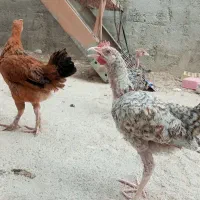 جوجه