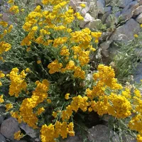 فروش گل برنجاس خواص برای زنان ها