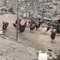خروس محلی بومی
