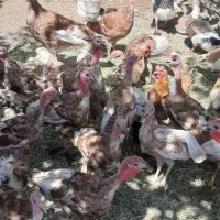 بوقلمون محلی
