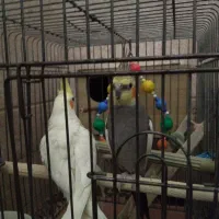 عروس هلندی|پرنده|قدس, شهر‌قدس|دیوار