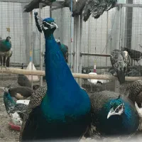 طاووس