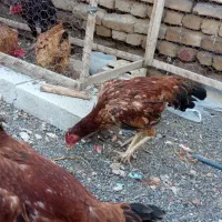 تخم نطفه دار لاری