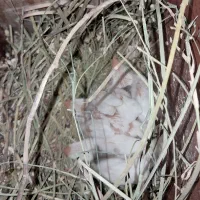 فنچ نرگسی مولد|پرنده|کارون, |دیوار