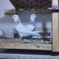 طوقی|پرنده|تهران, فلسطین (میدان انقلاب)|دیوار