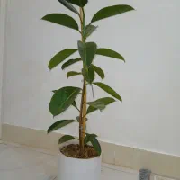 گل (درخت خانگی ) زیبا|گل و گیاه طبیعی|خواف, |دیوار