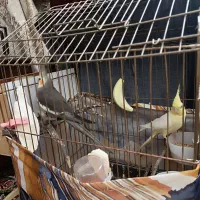 عروس هلندی مولد|پرنده|اردبیل, |دیوار