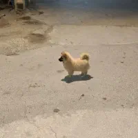 توله سگ  پامر اسپیتز