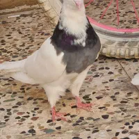 طوقی|پرنده|اهواز, کوروش|دیوار
