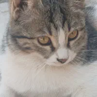 واگذاری رایگان 4 بچه گربه