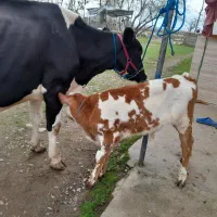 گاو دورگ جوان