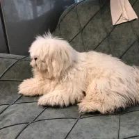 سگ شیتزوسوپرفلت۶ماهه