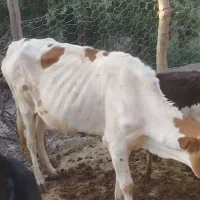 گاو داشتی با گوساله