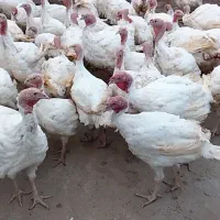 بوقلمون گوشتی زنده