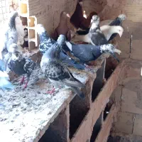 کبوتر آس