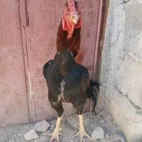 خروس لاری|حیوانات مزرعه|سراوان, |دیوار