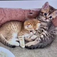 بریتیش ۲ ماهه نر