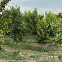 شهر تاکستان فروش باغ و باغچه|فروش دفتر صنعتی، کشاورزی، تجاری|کرج, مهرویلا جنوبی|دیوار