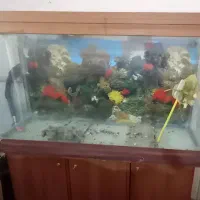 آکواریوم شیشه سکوریت اصل