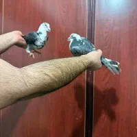 دوتا کفتر ذات دار|پرنده|شیراز, جوادیه|دیوار