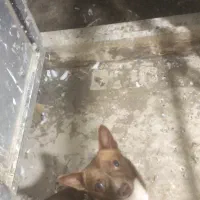 سگ پاکوتاه اشپیتز