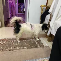 سگ خانگی|سگ|تهران, هاشمی|دیوار