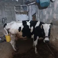 گاوپنج ماه آبستن فروشی