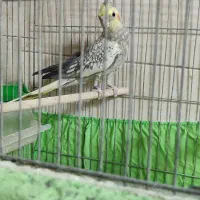 عروس هلندی گلباقالی نر جوان کینگ سایز واقعی|پرنده|قم, پردیسان|دیوار