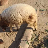 2راس به چا و درجه 1 خروف|حیوانات مزرعه|کرخه, |دیوار