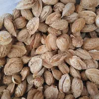 بادام کاغذی