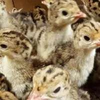 جوجه بقلمون