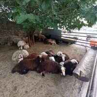 یخچال پر گوشت کن زنده سفارش انلاین|حیوانات مزرعه|تهران, تسلیحات|دیوار
