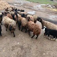 ۲۰راس گوسفند بره دار بفروش میرسد