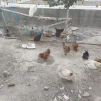 مرغ تخم گذار خروس بوقلمون