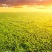 زمین کشاورزی برای زعفران
