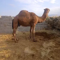 شتر