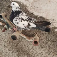 کبوتر کفتر|پرنده|قم, حاج زینل|دیوار