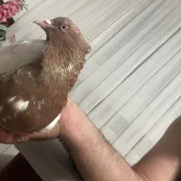 سینه زرد کاکلی|پرنده|بجنورد, |دیوار