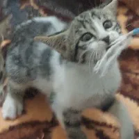 گربه.