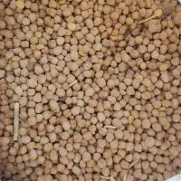نخود همدان تازه و دشت زیر قیمت