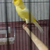 قناری نر سوپری اصل