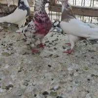 تعدادی طوقی نر و ماده وجوجه|پرنده|کرج, دولت‌آباد|دیوار