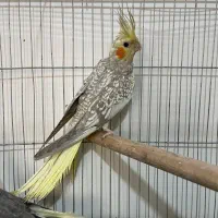 عروس هلندی نر