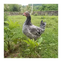 مرغ و خروس گلین لری|حیوانات مزرعه|گرگان, |دیوار