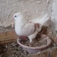 دو کت سبز کاغذی