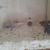 دمسفید