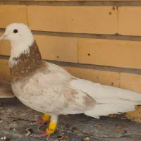 کبوتر شازده هما