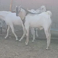 سلام. ۳ راس نری سومال ۱۰ ماهه درجه یک و پلمپ.