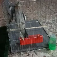 سوسنگرد